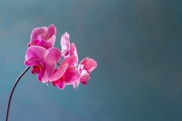 Belles fleurs d'orchidées sur fond bleu