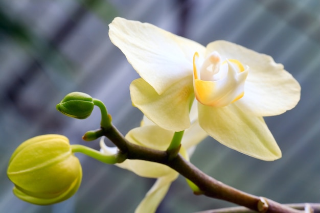 Belles fleurs d'orchidées jaunes