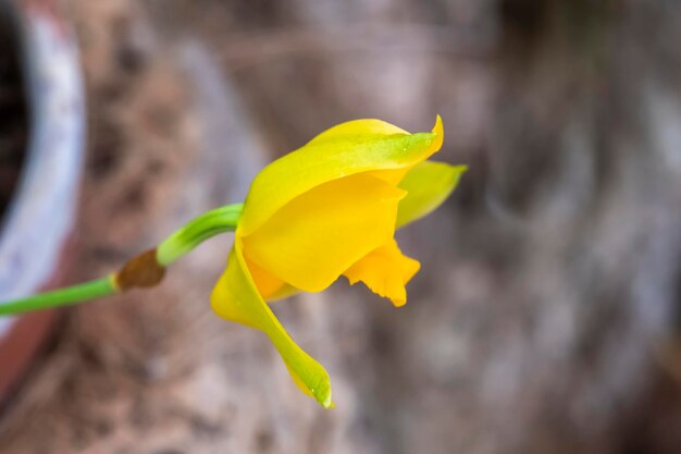 Belles fleurs d'orchidées poussant dans un orchidarium dans des conditions contrôlées