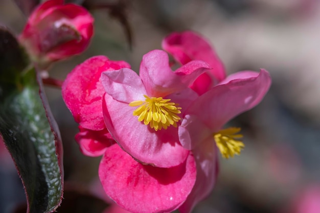 Belles fleurs d'orchidées poussant dans un orchidarium dans des conditions contrôlées