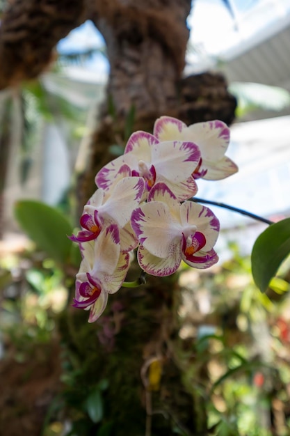 Belles fleurs d'orchidées poussant dans un orchidarium dans des conditions contrôlées