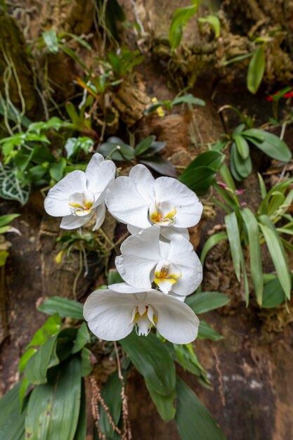 Belles fleurs d'orchidées poussant dans un orchidarium dans des conditions contrôlées