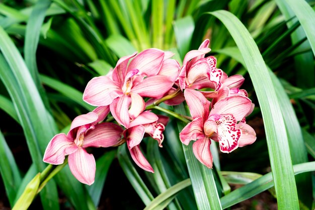 belles fleurs d'orchidées