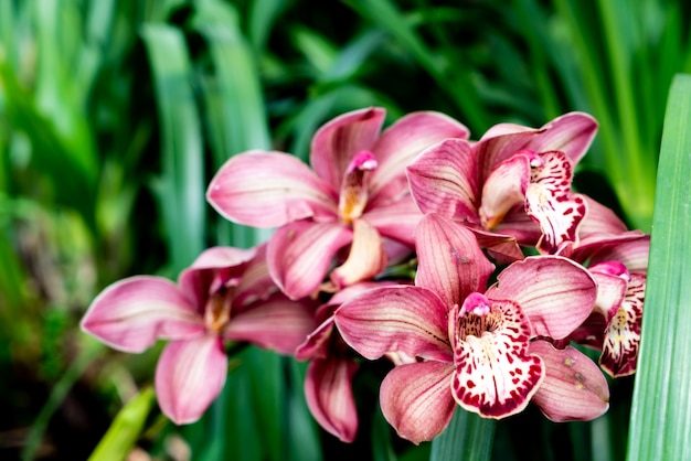 belles fleurs d'orchidées