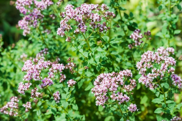 Belles fleurs d'origan cultivées dans un jardin