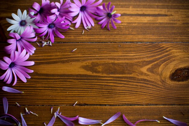 Belles fleurs d'Osteospermum blanches et violettes sur fond de bois