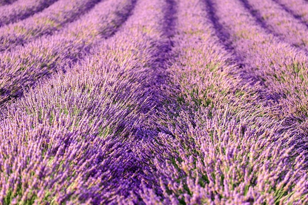 De belles fleurs parfumées violettes poussent dans le champ de lavande