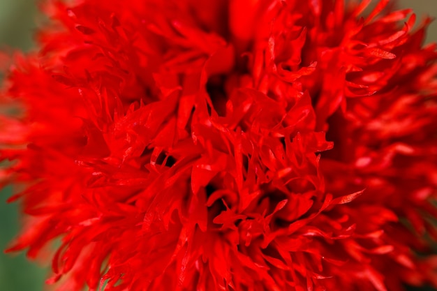 Belles fleurs de pavot rouge sur un champ de campagne, en saison estivale.