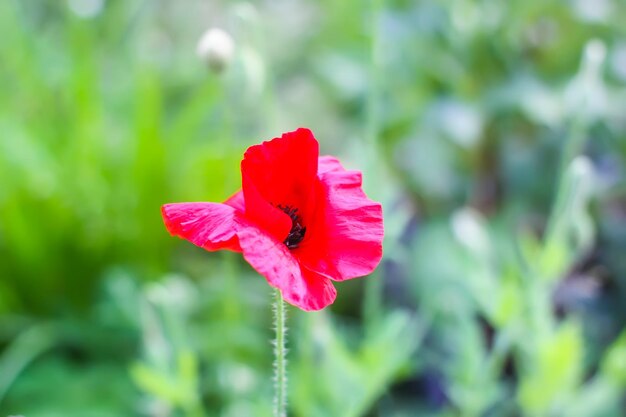 Belles fleurs de pavot rouge