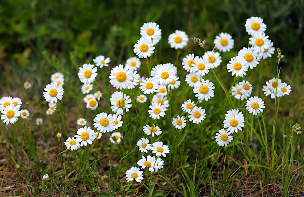 Belles fleurs de pays marguerites blanches un