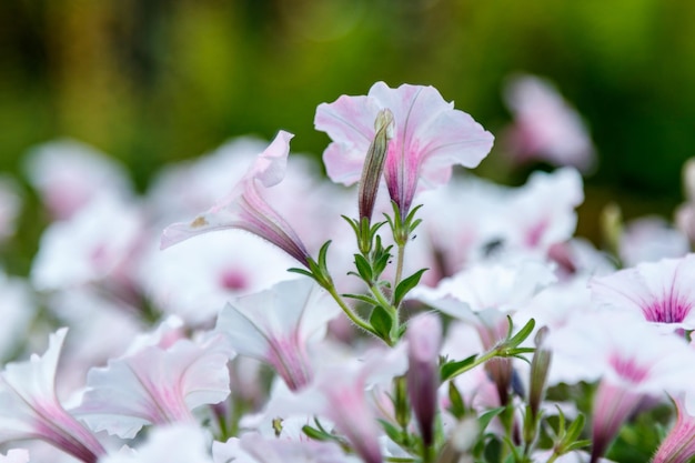 Belles fleurs de pétunia blanches et roses