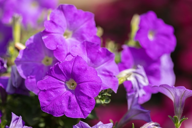 Belles fleurs de pétunia dans le jardin au printemps Petunia Grandiflora