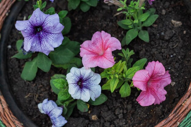 Belles fleurs de pétunia dans un parterre rond