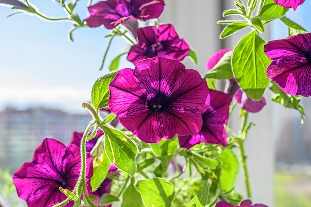 Belles fleurs de pétunia sur le rebord de la fenêtre.