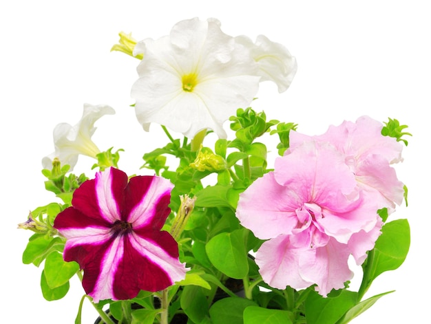 Belles fleurs de pétunias roses et blancs. Carte de fleurs