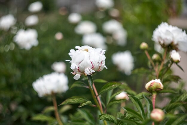 Belles fleurs de pionies en fleurs dans le jardin botanique.