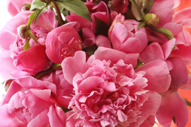 Belles fleurs de pivoine, gros plan