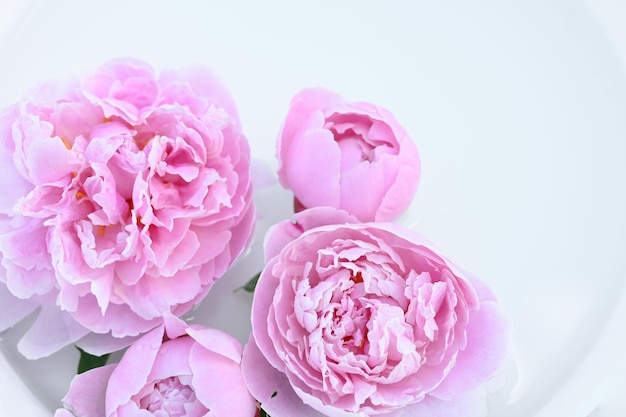 Belles fleurs de pivoine isolés sur fond blanc Vue de dessus Fond de fleurs