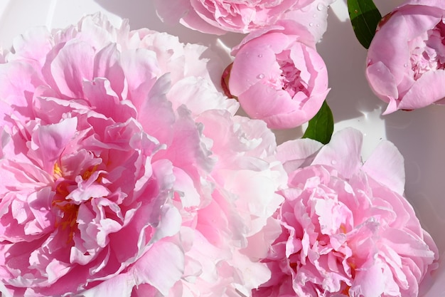 Belles fleurs de pivoine isolés sur fond blanc Vue de dessus Fond de fleurs