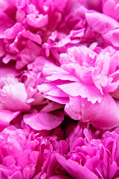 Belles fleurs de pivoine rose comme fond naturel