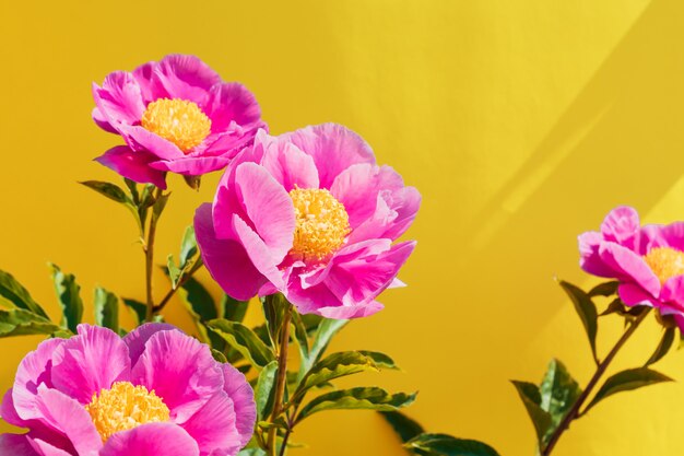 Belles fleurs de pivoine rose sur fond jaune tendance. En pleine floraison concept