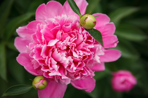 Belles fleurs de pivoine rose Gros plan de pivoine rose dans le jardin par une journée d'été ensoleillée