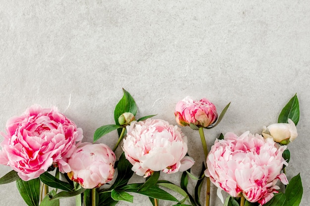 Belles fleurs de pivoine rose sur une table en pierre grise avec espace de copie pour votre texte Vue de dessus de style plat