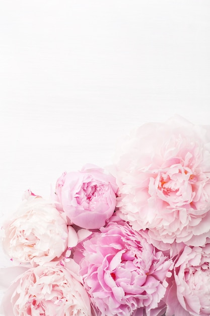 Photo belles fleurs de pivoine rose