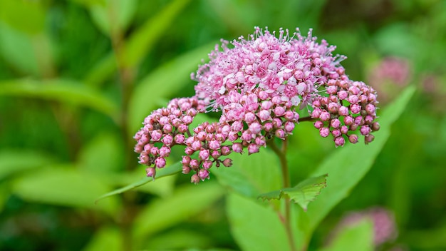 belles fleurs et plantes d'été en fleurs