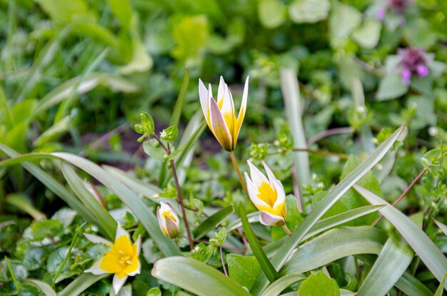 belles fleurs et plantes d'été en fleurs