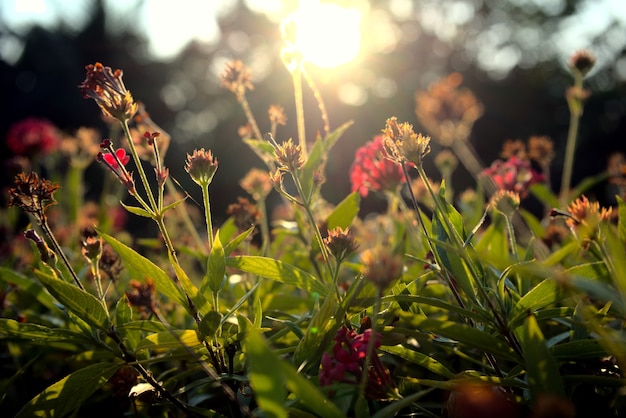 Belles fleurs plantes fleurs changement saisonnier printemps été écologie environnement concept