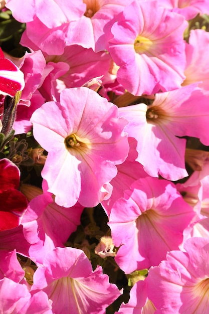 Belles fleurs en plein air au printemps ensoleillé