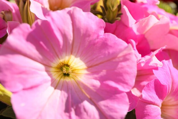 Belles fleurs en plein air au printemps ensoleillé