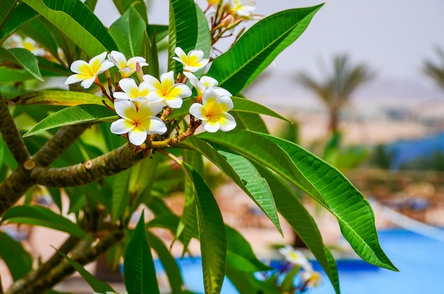 Belles fleurs de plumeria dans un hôtel sur la côte égyptienne