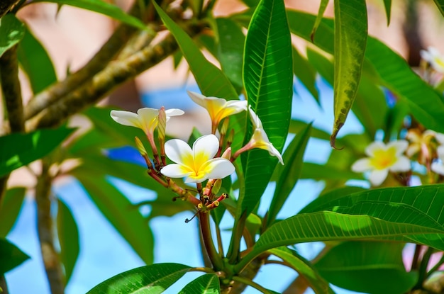 Belles fleurs de plumeria dans un hôtel sur la côte égyptienne