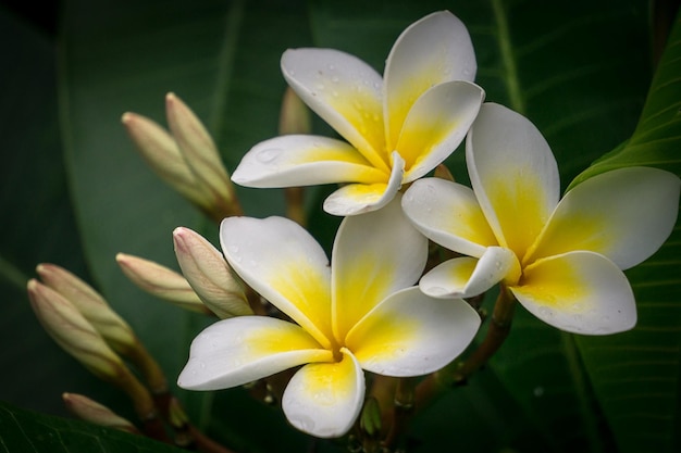 Belles fleurs de plumeria dans le jardin