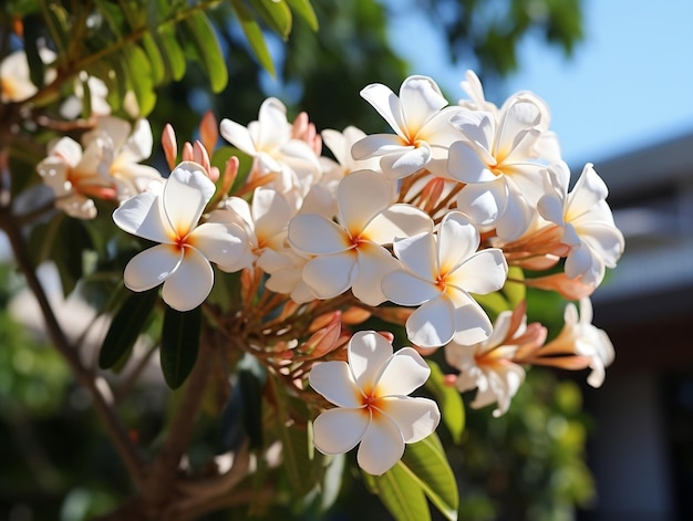 De belles fleurs de plumerie