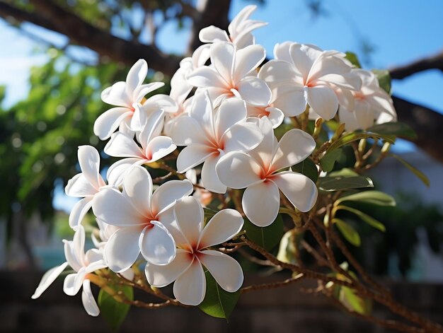 De belles fleurs de plumerie