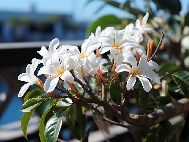 De belles fleurs de plumerie