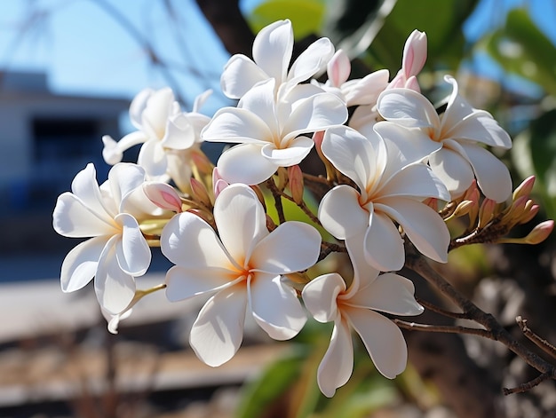 De belles fleurs de plumerie