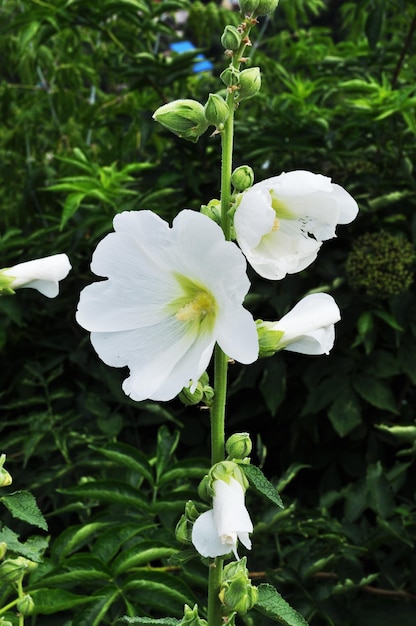 Belles fleurs plus blanches. Gros plan de fleurs épanouies sur fond de buissons verts.