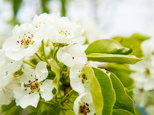 Belles fleurs de poire sur un espace de copie de fleur de poire de fond calme floue