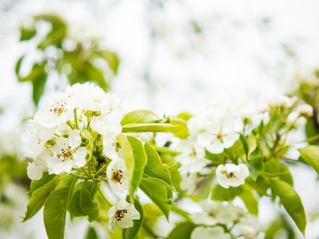 Belles fleurs de poire sur un espace de copie de fleur de poire de fond calme floue