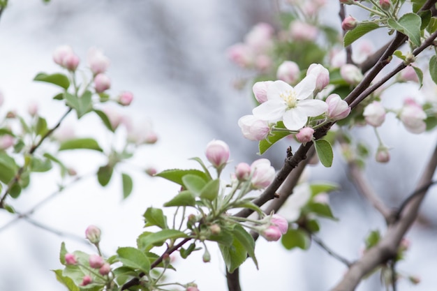 Belles fleurs sur le pommier au printemps, fond