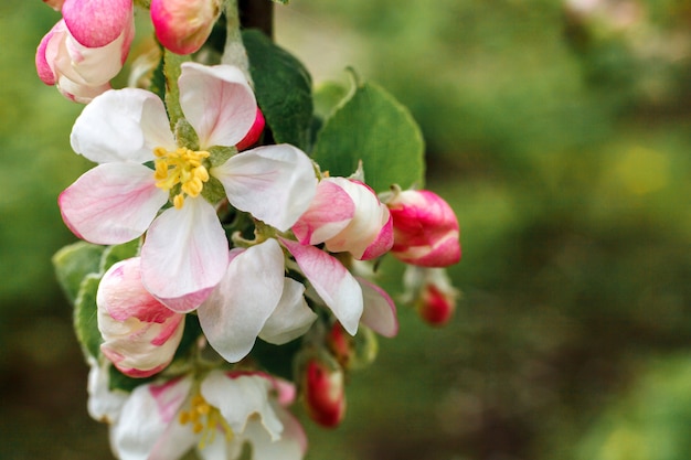 Belles fleurs de pommier blanc au printemps jardin fleuri ou parc