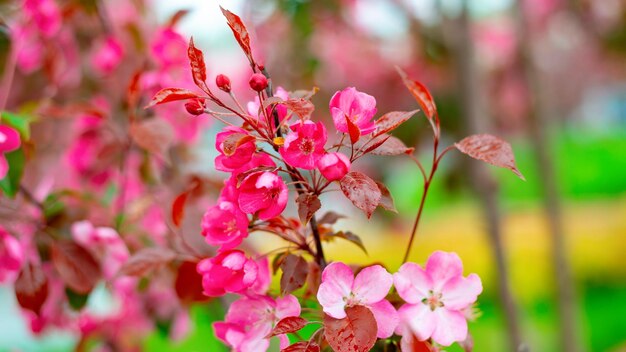 Belles fleurs d'un pommier