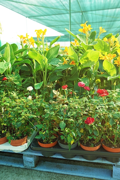 Belles fleurs en pots près du magasin