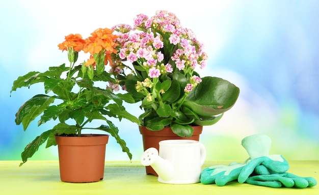 Belles fleurs en pots sur table en bois sur fond naturel