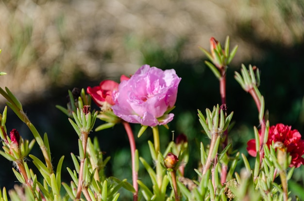 Belles fleurs de pourpier multicolores dans le jardin un jour d'été. La beauté et la diversité de