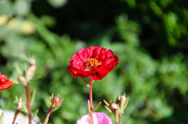 Belles fleurs de pourpier multicolores dans le jardin un jour d'été. La beauté et la diversité de